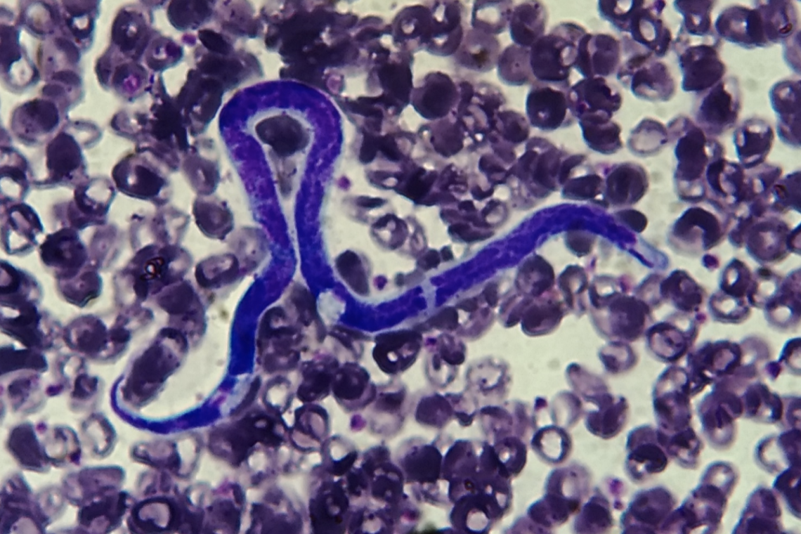 Filariosi cardiopolmonare nel cane e nel gatto. Cosa c’è di nuovo?